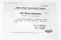 Phoma demetriana image